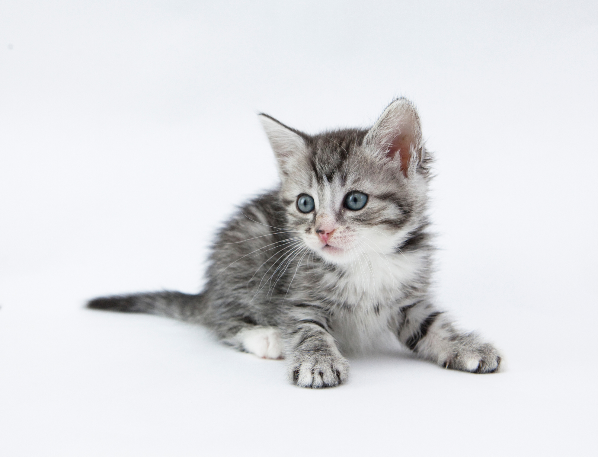 Kitten Against White Background