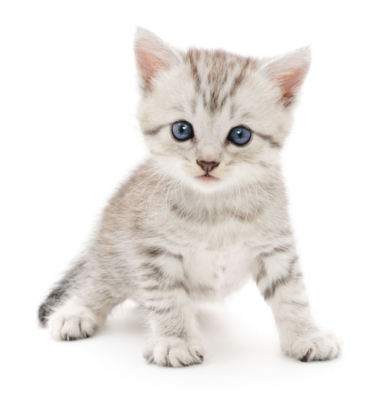 Small gray kitten on a white background