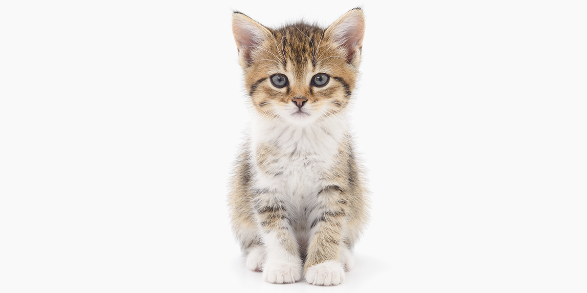 kitten2