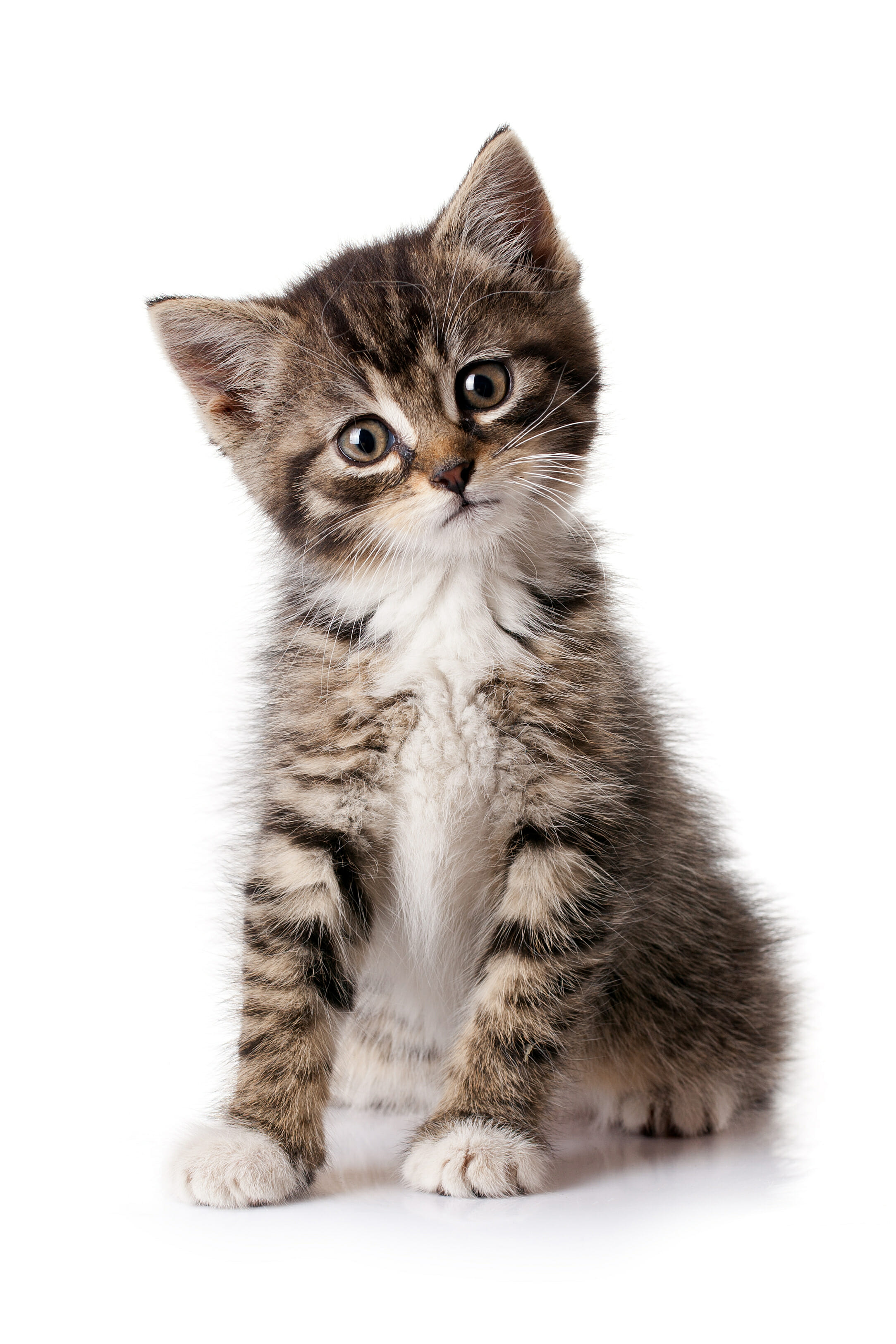 kitten4