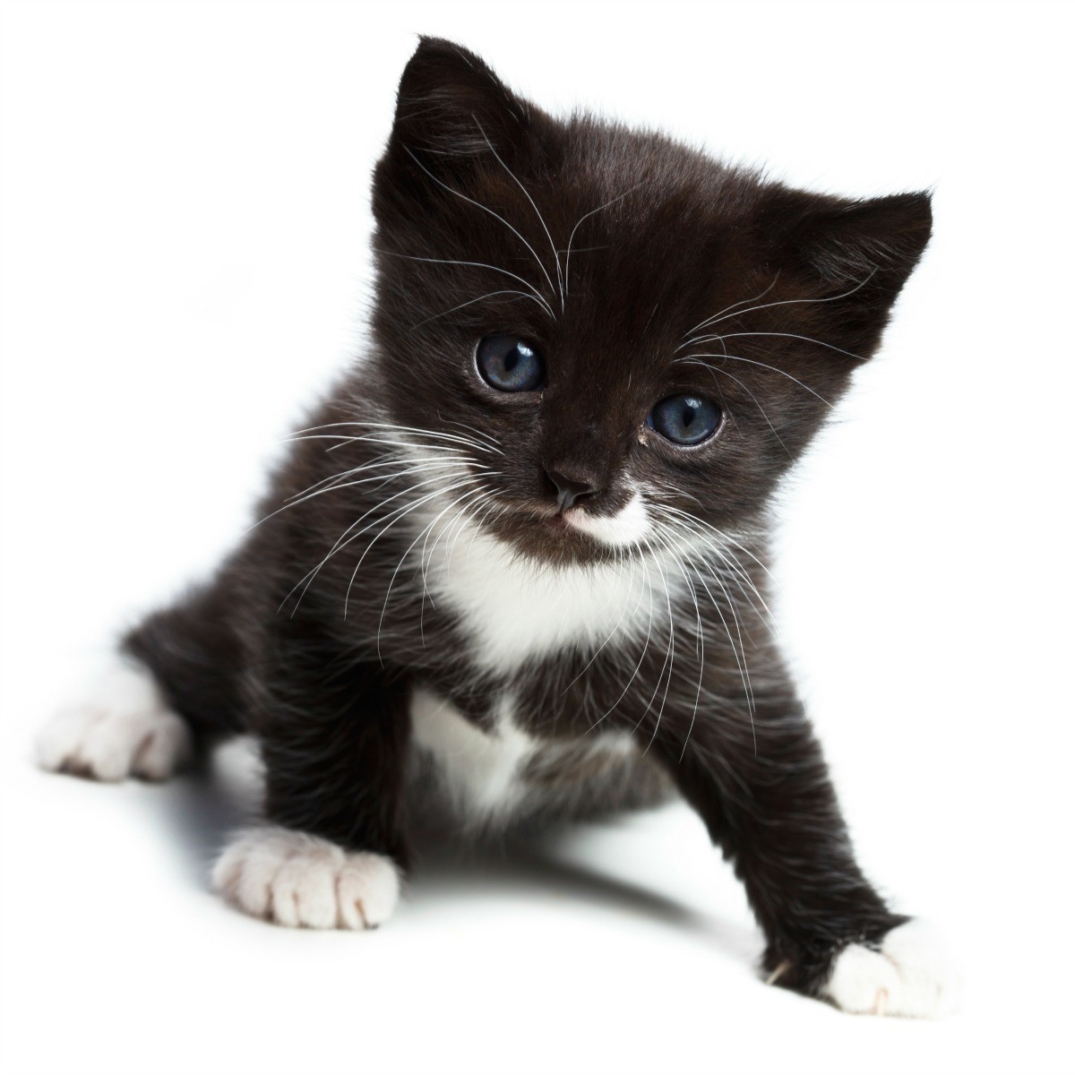 kitten5
